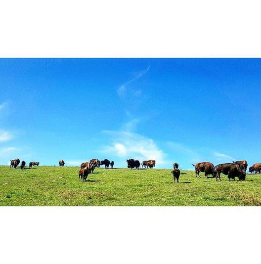 Doing things the right way.. Sundays at the bison farm.. Farmer relations