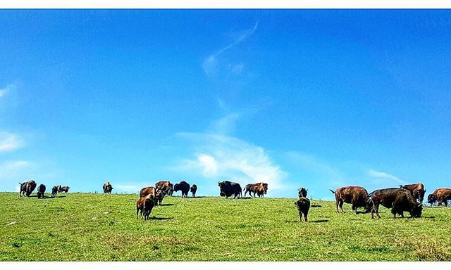 Doing things the right way.. Sundays at the bison farm.. Farmer relations