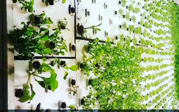 A glimpse of the future. Organic, hyper local,  sustainable aquaponics @aquagreens