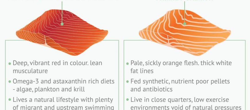 Next up in our info graphic series.. Why eat wild caught fish??